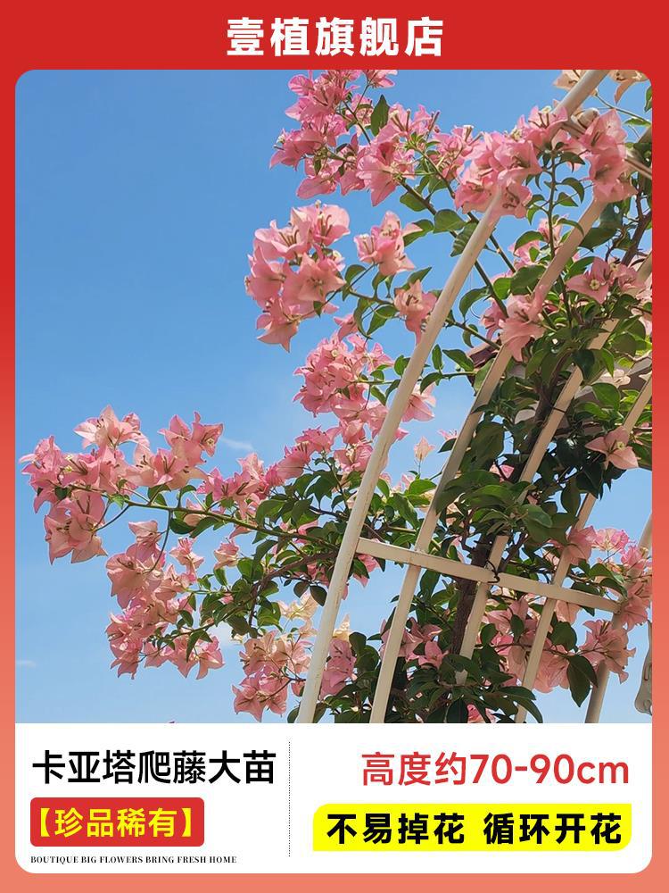 [보물 및 희귀] 카야타 덩굴 모종 [70-90cm | 쉽게 떨어지지 않음 | 주기적으로 꽃이 피는]