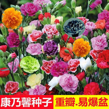 大花重瓣康乃馨花种子籽耐热 耐寒太阳 多年生四季开花易活盆栽