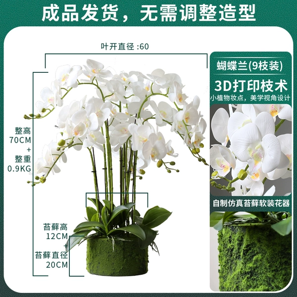 White yellow heart Phalaenopsis 9 branches of moss world