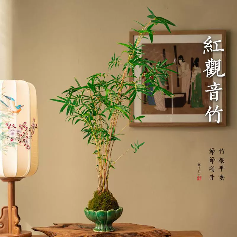 Красный бамбук, красный Гуаньинь, бамбуковый мох, шарик из мха, гидропонный рисовый бамбук, комнатное растение в горшке, настольный бонсай, зеленое растение для гостиной