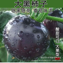 大黑柿子番茄種苗黑番茄秧苗紫黑色西紅柿籽大果酸甜早熟抗病高產