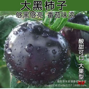 ������ӷ��ѷN��ڷ��������Ϻ�ɫ���t���Ѵ������