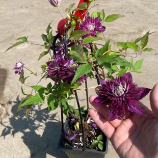 1 Gallon Diamond Ball New Clematis Blue Double Petal Potted Climbing Plant for Balcony and Garden