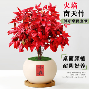 �������������ԾGֲ�辰��ʽ�͏d�U�����B���^�~����[���ͺ�ֲ��