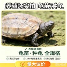 外塘活体乌龟中华草龟观赏宠物活物小乌龟金线草龟苗养殖场批发