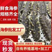 工厂直供鲜食海参礼盒批发3-15头规格冷冻即食海参礼盒批发500g