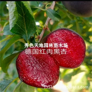 新品种杏树果苗嫁接德国黑杏树苗红肉杏子苗盆栽杏苗南方北方种植