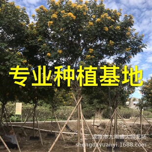 �B�T�����S�����r�� Ȫ���S�������l �S�������� �����S��������