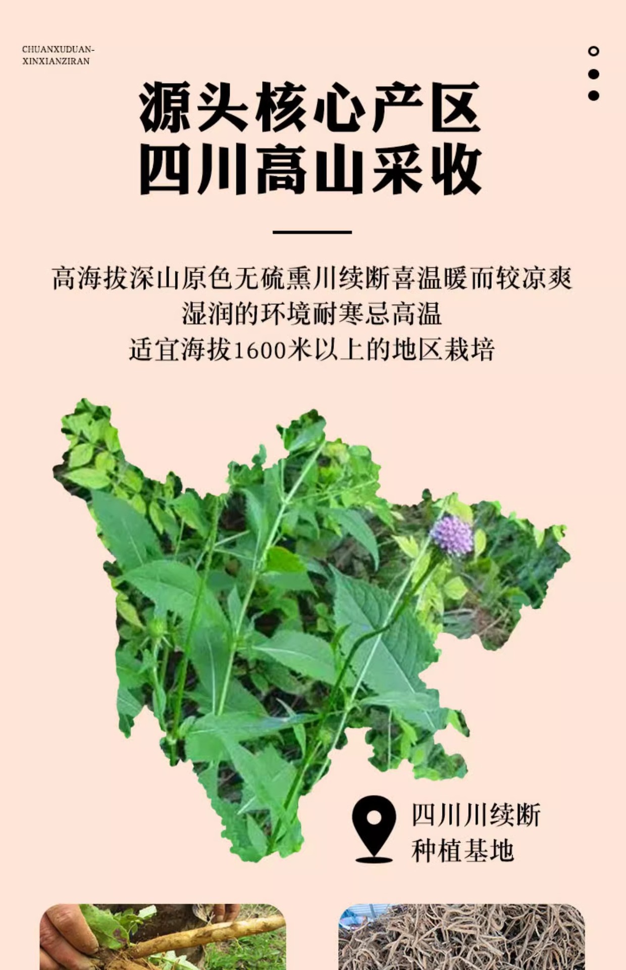 Chuan Duan Dried Sichuan Teasel Root Tea Cuts 40g Canister Hand Selected Herb specifications