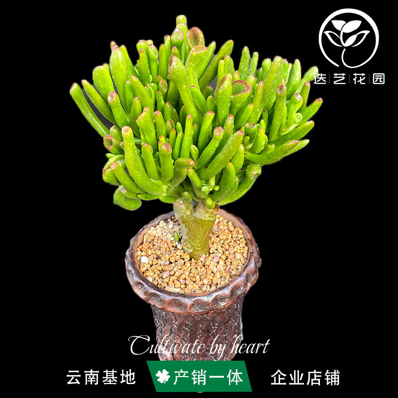 돈을 빨아들이는 나무 오래된 더미 12cm+