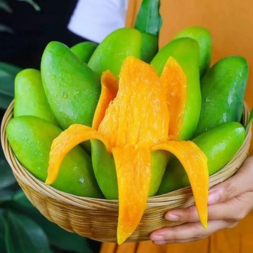 越南玉芒青芒果新鲜甜特大果鲜果青芒果热带水果当季新鲜水果超甜