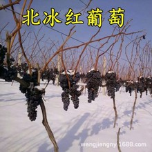 ���첻�����¼� �����t������ �޽����ј��� �@�ֹ��� ��ľ����