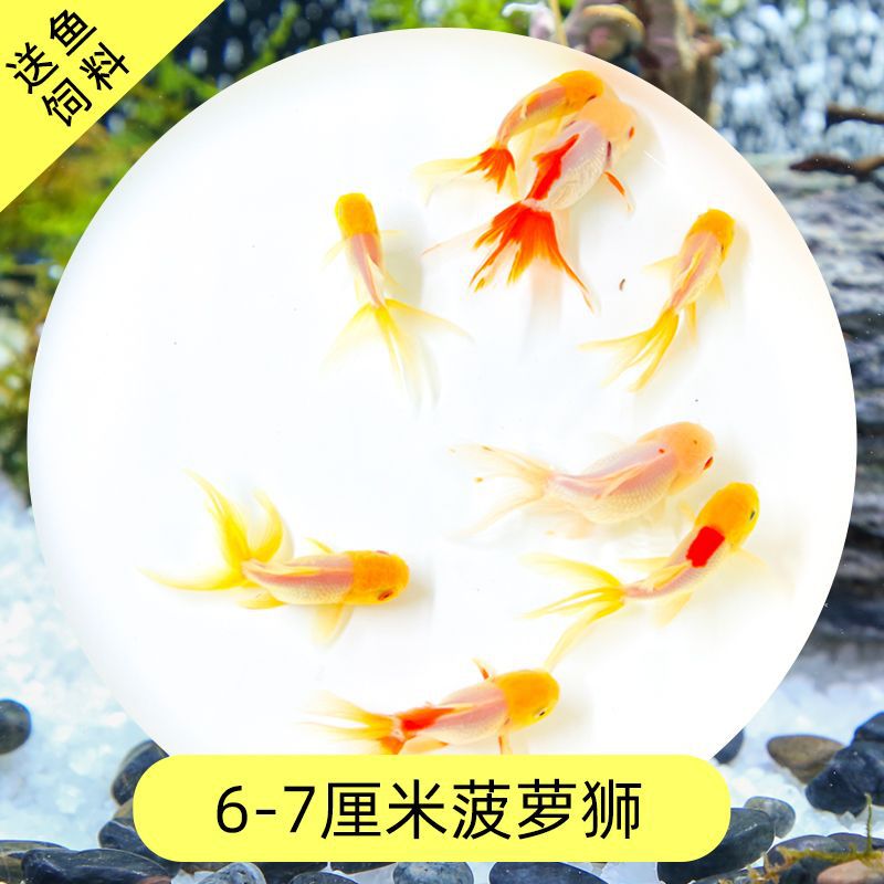 Read the galloping taboo 彂鍏 娲 娲 board