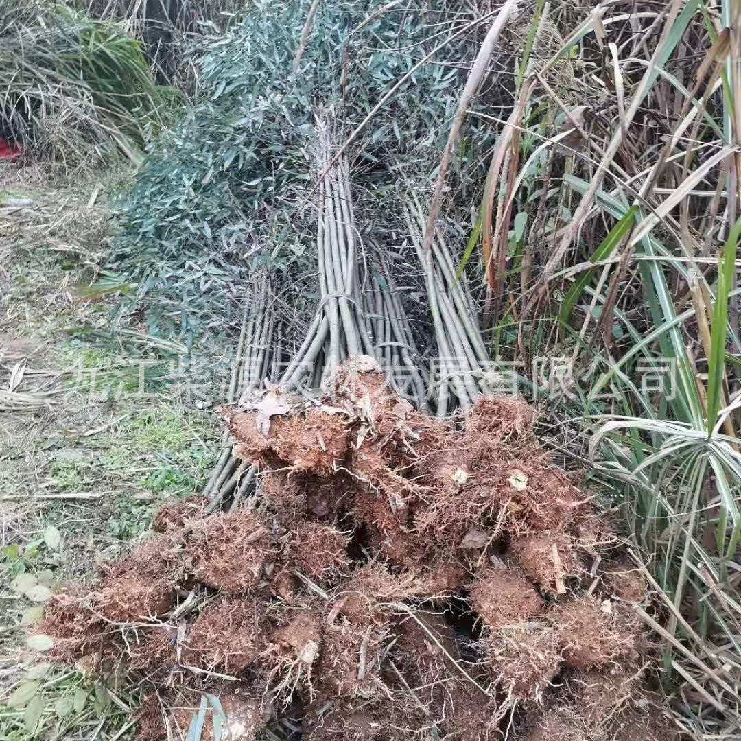 [Зеленый бамбук] Стальной бамбук 1.5cm Стальной бамбук 2cm Стальной бамбук 2,5 мм Стальной бамбук 3cm Стальной бамбук 4cm