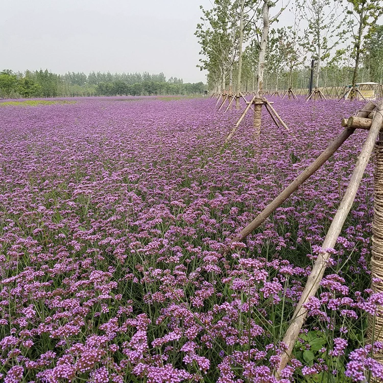 Оптовая ива Вербена травы Цветочные Семена вербены Садоводство Декоративные Ароматические Цветы легко выращивать