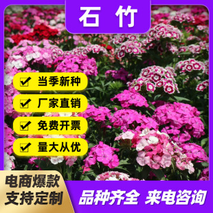 ���ʯ��������ʯ����ʯ��ͥԺ�����G���N�Ӷ������޸������L