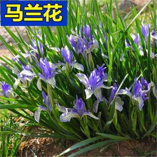 �R�A�N���Rɏ���������R�m�����ͺ��ͺ��׻�N�����ļ����N�_��