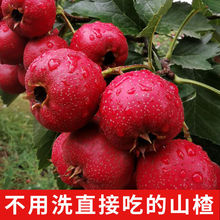 新鲜山楂果现摘特大红1/3/5斤批发冰糖葫芦开胃孕妇当季水果