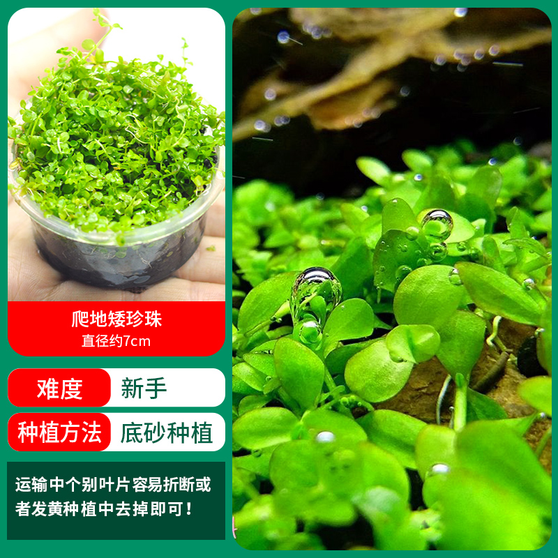 플로어 스탠딩 드워프 펄 컵 [얼리 어답터 가격]❤특별한 제안]