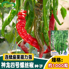 卡其神龙四号辣椒种子 农田菜园早熟皮薄香脆浓辣长羊角螺丝椒籽