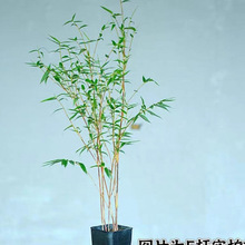 t^ͥԺ̨͏dUӗU҃^~Gֲձt辰