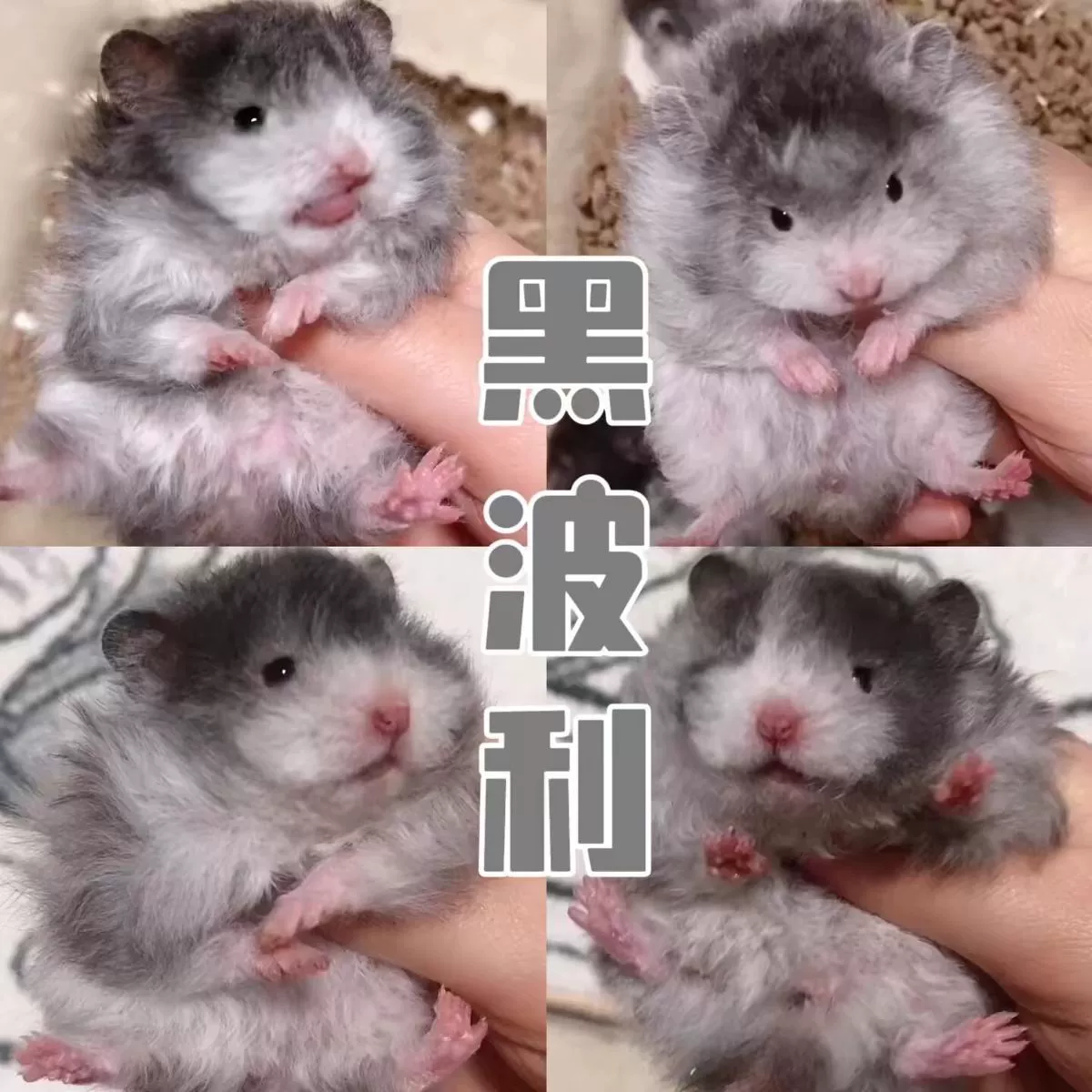 Длинношерстный золотой хомяк с прямыми волосами, черный медовый волнистый, желтый волнистый, огненный волнистый, кремовый, редкая модель интернет-знаменитости Polly.