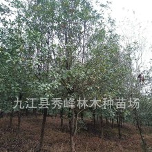 ���͙�ľʯ�30�������͙�ľ �F��ʯ����� ������ľʯ� �B��ճ