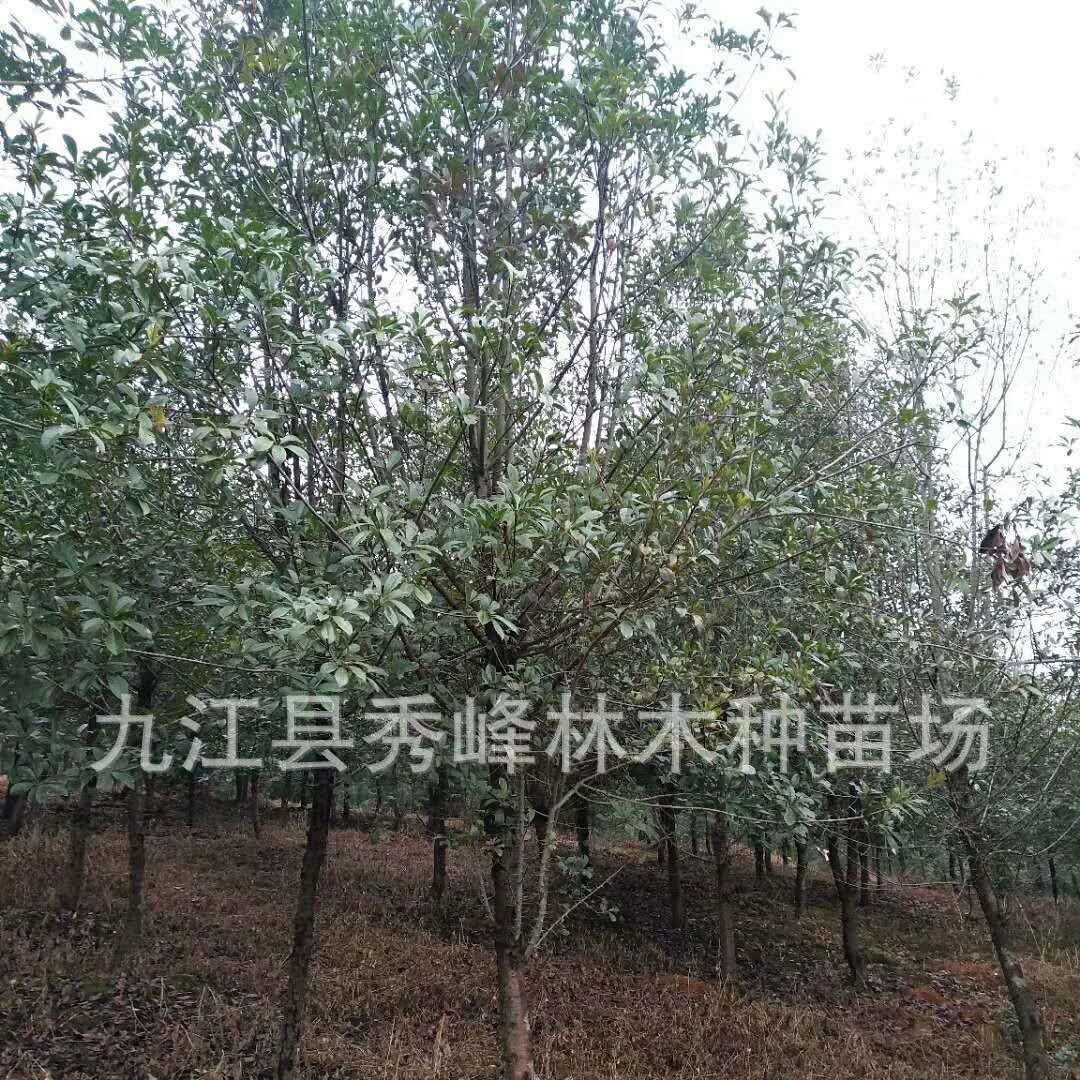 Формированный рододендрон 30cm Формированный рододендрон Гуйчжоу Рододендрон Формированный рододендрон Цзянси Рододендрон Птица с антипригарным покрытием