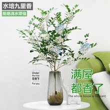 水培植物九里香马醉木吊钟四季好养绿植室内花卉清香木盆栽花卉