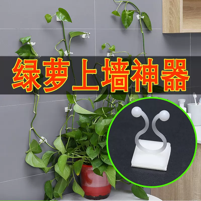 绿萝爬墙固定器绿植免钉贴藤蔓绿藤攀爬贴墙神器粘贴家用无痕挂钩