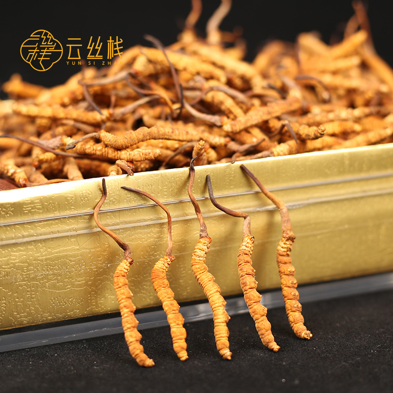 Tibet Qucig Dried Winter Wormwood Brand Cordyceps Wholesale Agent Supply
