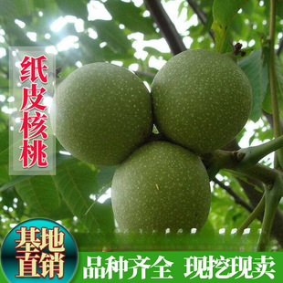 ������9818��Ƥ���Ҙ��箔��ӹ���Ƥ���������ش����Ե��Թ�����