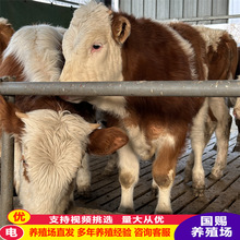 �F���Bţһ�^ţ�ĳɱ� 300��500���ţ�� ��ţЧ��