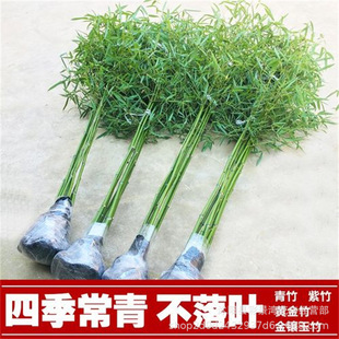 Bamboo Garden Plants Are Evergreen in All Seasons, North and South Cold-Resistant Golden Bamboo, Purple Bamboo, Green Bamboo, Gold Inlaid Jade Bamboo Engineering Seedlings