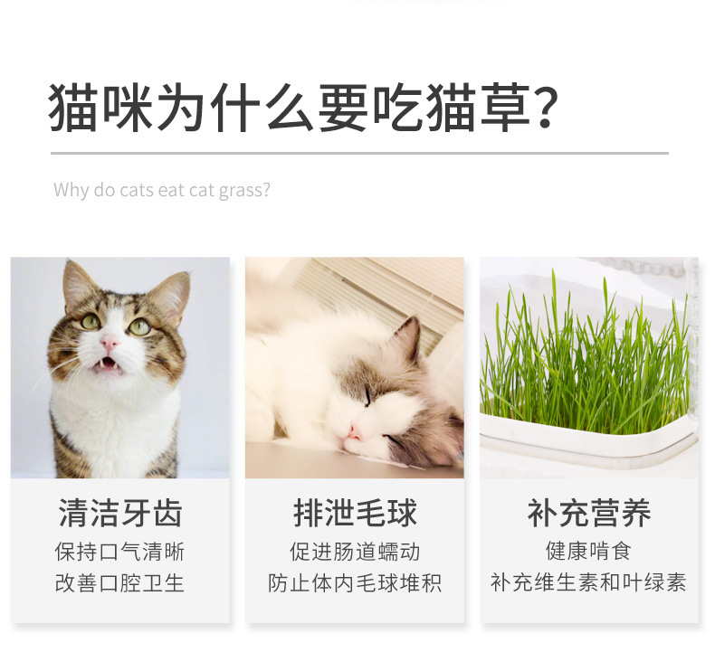 猫碗1_03.jpg