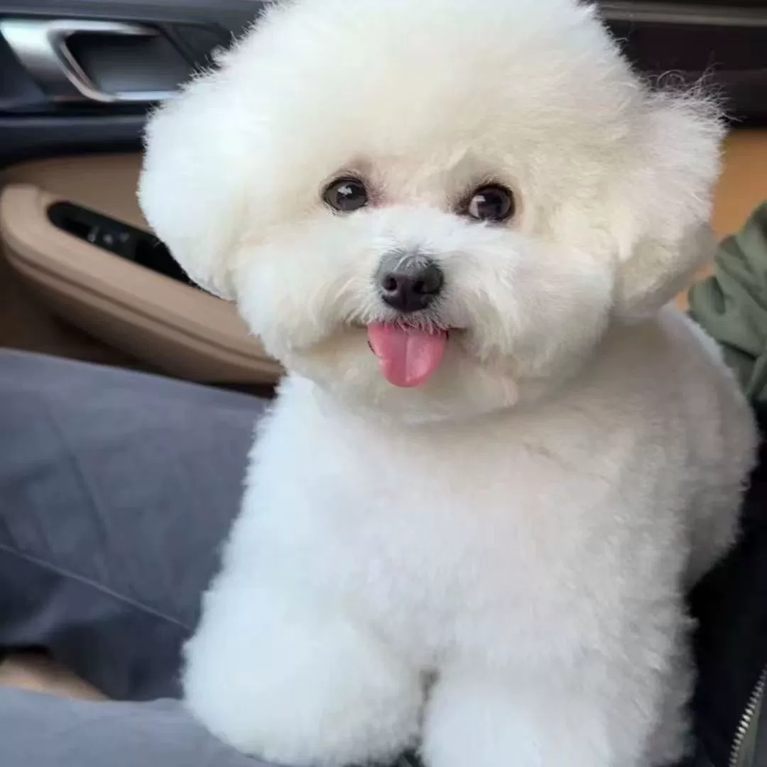 Оптовая продажа, корейская версия на заказ, чашка для чая Bichon Frize, игрушка для собак, тип игрушки для собак, собака породы, компаньон, собака, домашняя собака, живые щенки