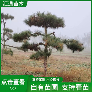 �������ɹ��̾G���������Ʉe��ͥԺ���ɘ�WУ���@���^���ͺ���