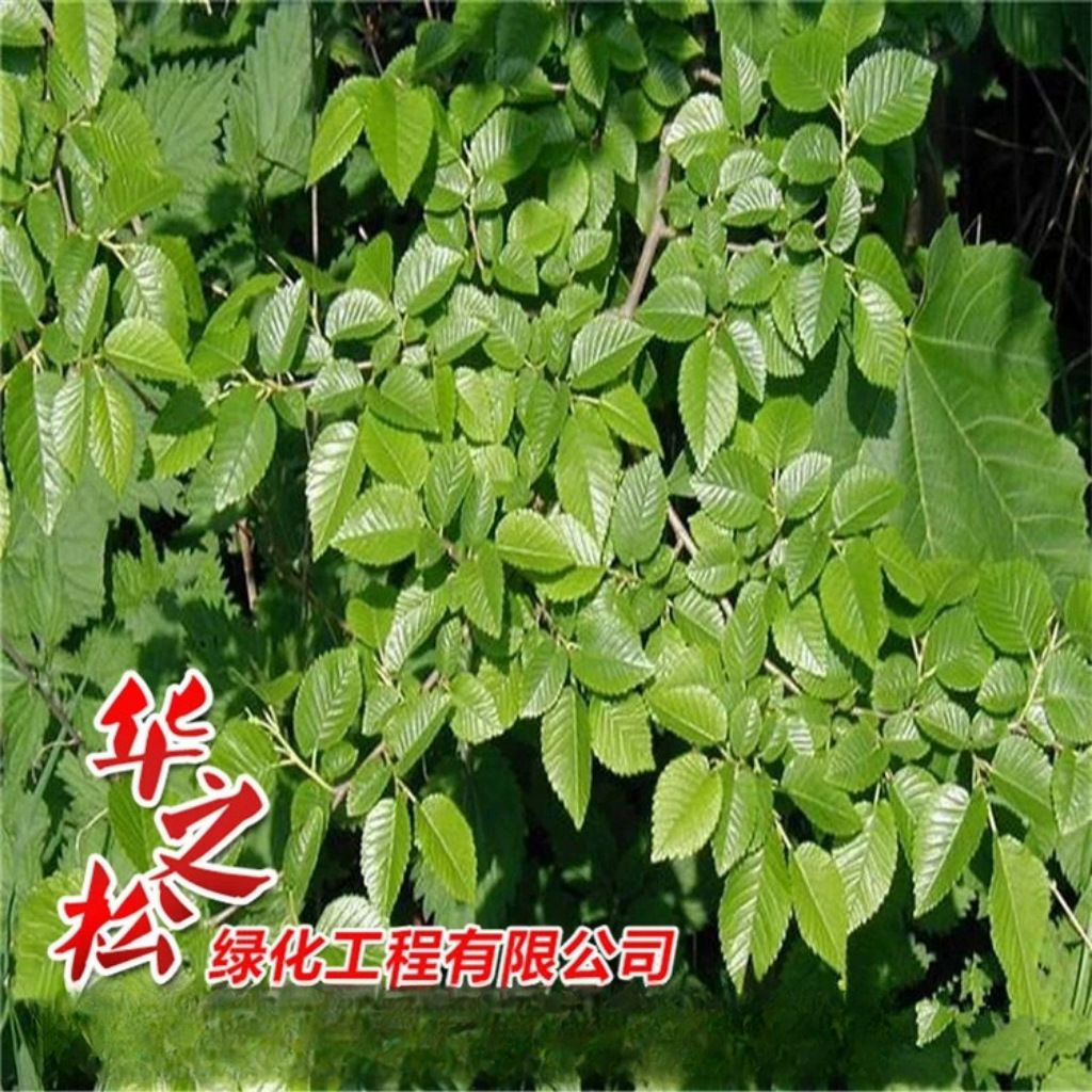 微信图片_20241009135452