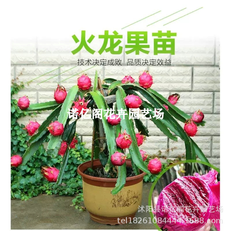 红心火龙果苗盆栽黄肉红肉地栽庭院阳台南北方种植果树苗当年结果