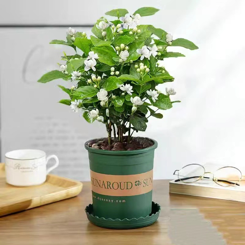 [low price for the same style] 5 selected jasmine seedlings (gallon pots) with free nutritional fertilizer