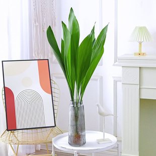 Wholesale one-leaf orchid cold-resistant shade-resistant drought-resistant potted plants indoor living room hydroponic large-leaf green plant base straight hair