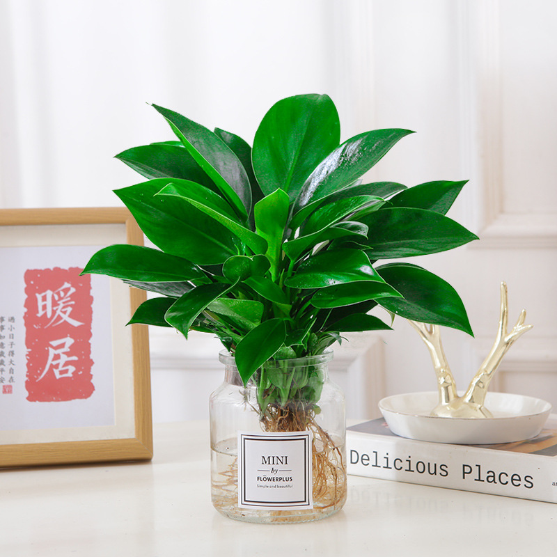 [수경모델] 골든다이아몬드 25cm 3그루(투명병+크리스탈머드) + 영양액