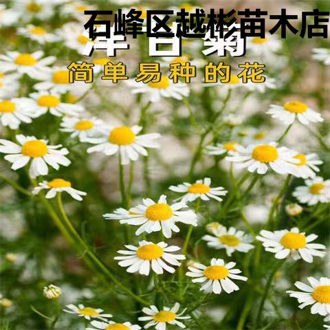 洋甘菊种子四季开花易活室内外阳台庭院盆栽白晶菊小雏菊花种籽子