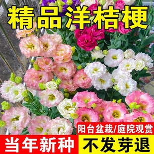 Ʒ۹NļN׻҃_Nõ廨Nѻ