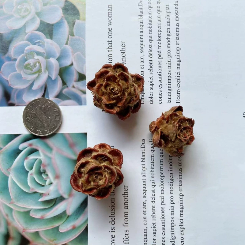 DIY фруктовая раковина Pinecorus деревянный кусочек лист сухоцвета фруктовое сочетание Рождество установленный детский сад украшение винтажное предложение