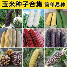 ˮ׷N N߲ļ }/ݮ/Ŵ׷N