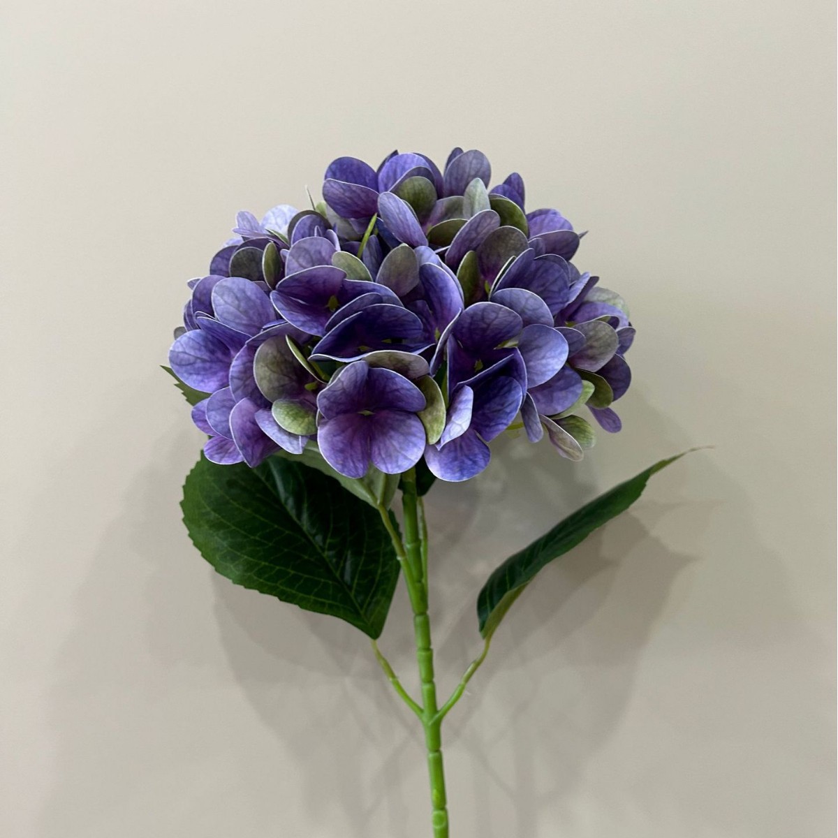 보라색