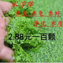 �~�׃�ˮ֥�鸡ƼС��Ƽ����ˮ���~������ˮ�帡Ƽ���wˮֲ���쾰