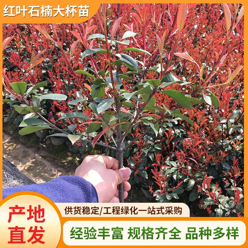 Корона из красного листа орхидеи шириной 30, саженцы живой изгороди для стен и дорог, растения для озеленения, высота 60cm см, ландшафтная основа, прямая продажа