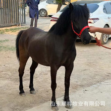 儿童骑乘德保矮马活体马驹多少钱 哪里卖迷你小矮马 宠物马 真马